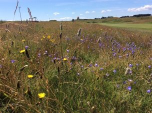 Carnoustie-Golf-Club-wildflowers-rough